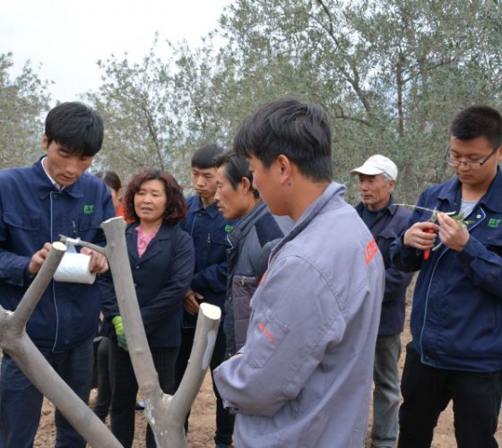 公司從產(chǎn)業(yè)鏈起始端著手，引進(jìn)良種優(yōu)苗，繁育基地苗圃，優(yōu)化樹(shù)種，以?xún)?yōu)質(zhì)的橄欖樹(shù)苗為生產(chǎn)特級(jí)初榨橄欖油提供基礎(chǔ)保障。在以自建萬(wàn)畝國(guó)家標(biāo)準(zhǔn)化油橄欖..